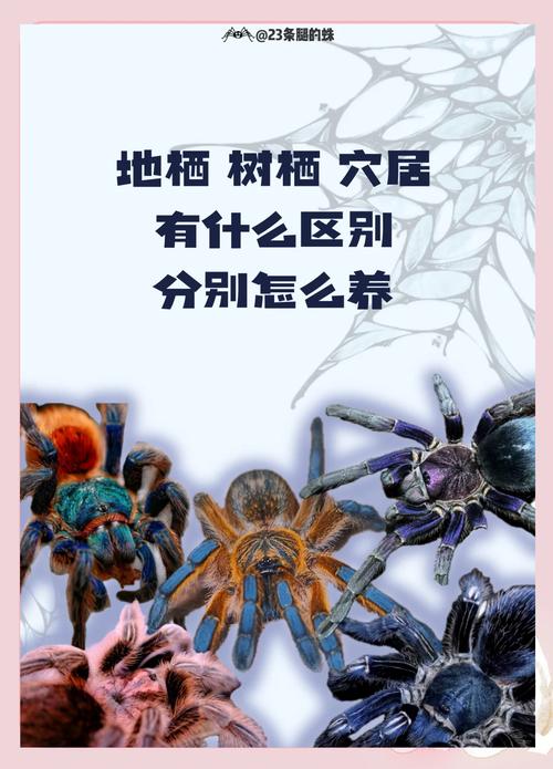 蜘蛛池新手入门攻略图文_蜘蛛池有用吗_蜘蛛最新攻略