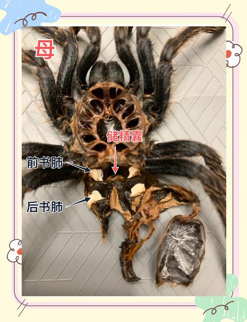 蜘蛛池树皮_蜘蛛池作用_蜘蛛池真的有用吗