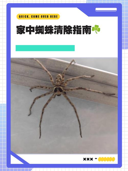 蜘蛛爬池洗碗办法视频_洗碗池爬蜘蛛怎么办啊_蜘蛛爬池洗碗办法是什么