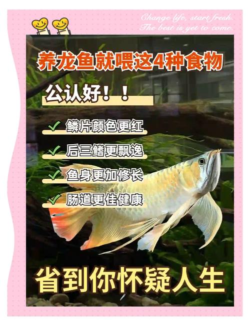 龙鱼喂食技巧_龙鱼最佳喂食位置_蜘蛛池专用饲料