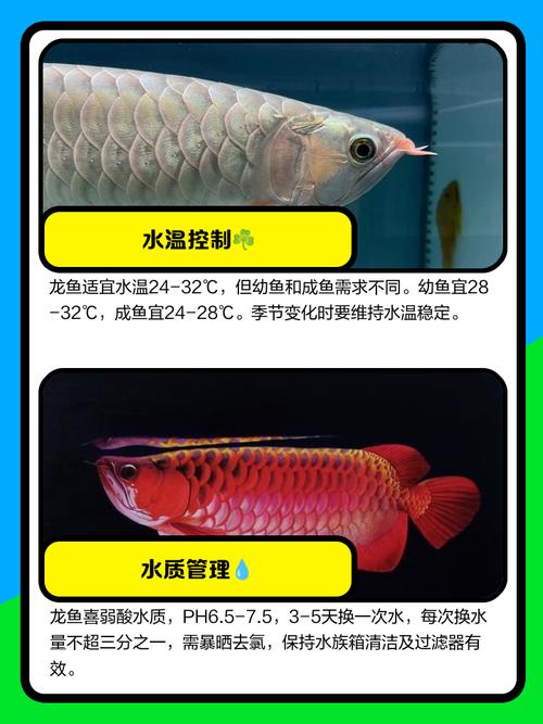 龙鱼喂食技巧_蜘蛛池专用饲料_龙鱼最佳喂食位置