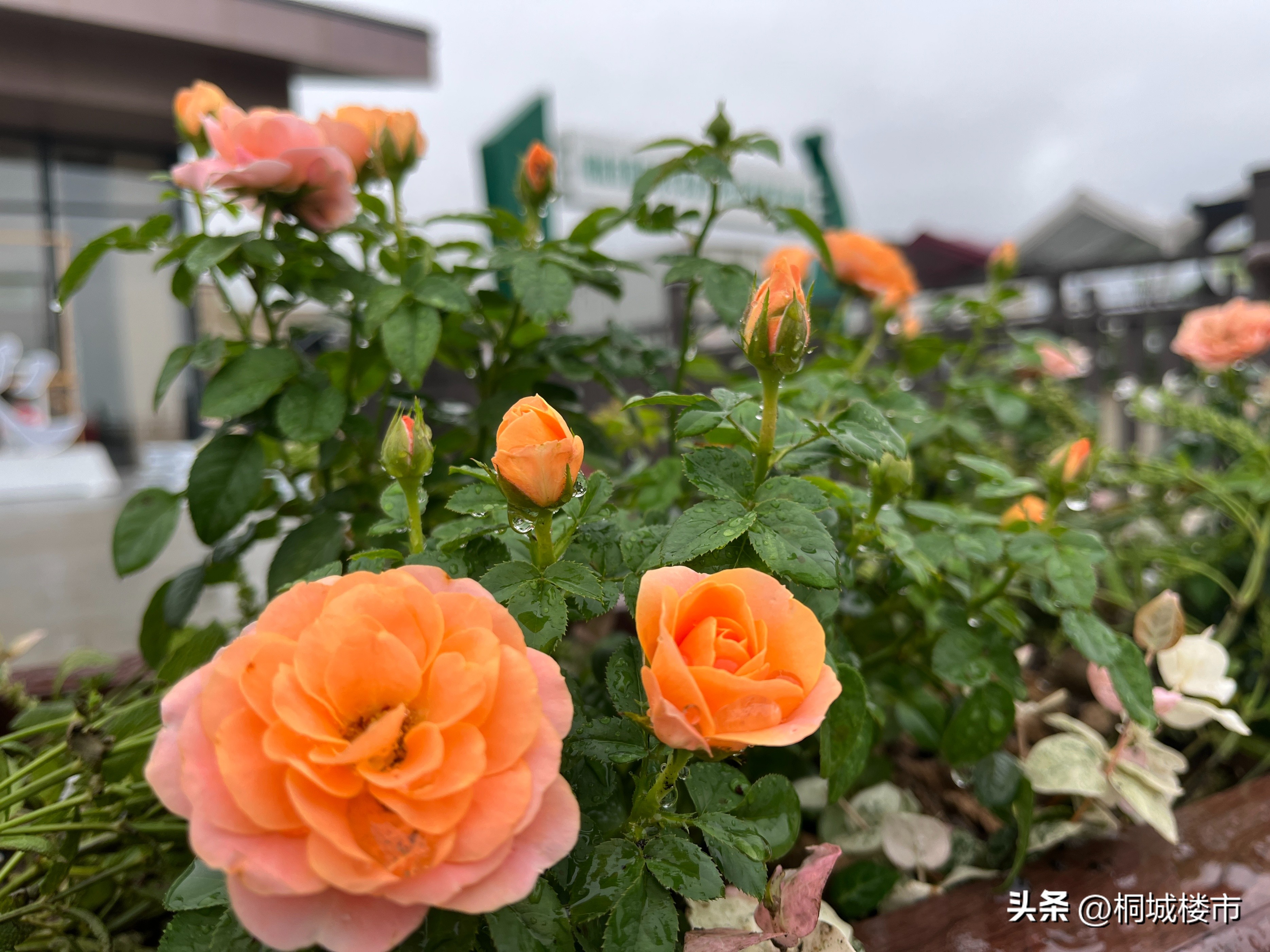 桐城融入合肥都市圈发展_合肥都市圈桐城机遇分析_桐城网站优化哪家好点