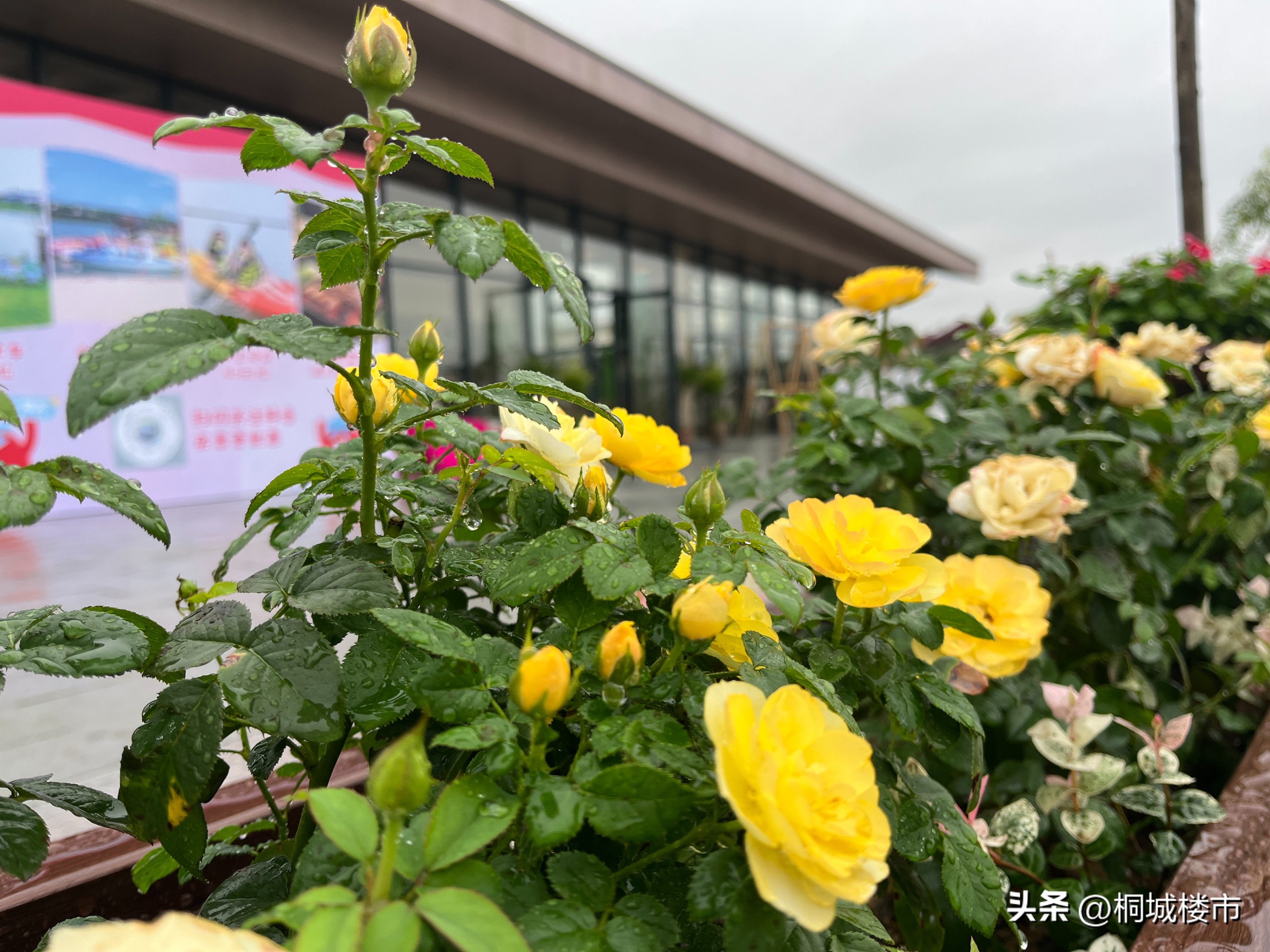 桐城网站优化哪家好点_合肥都市圈桐城机遇分析_桐城融入合肥都市圈发展