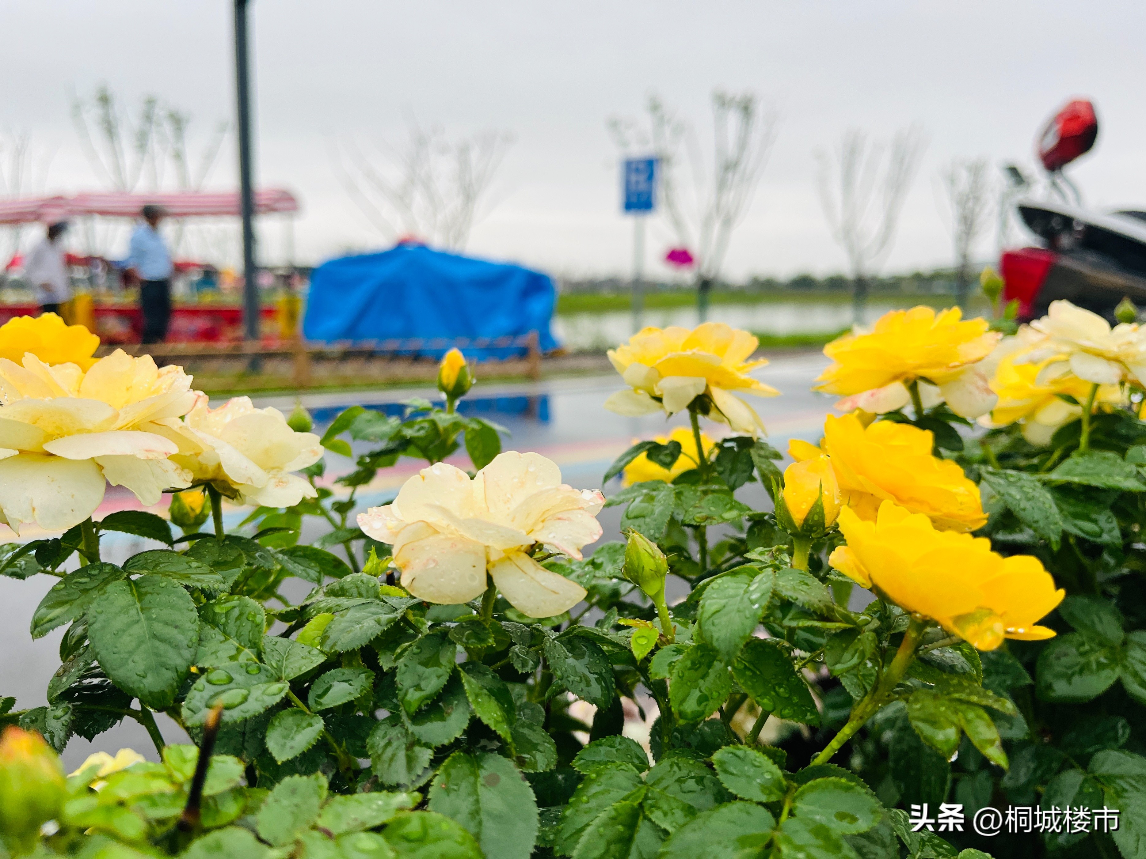桐城融入合肥都市圈发展_桐城网站优化哪家好点_合肥都市圈桐城机遇分析