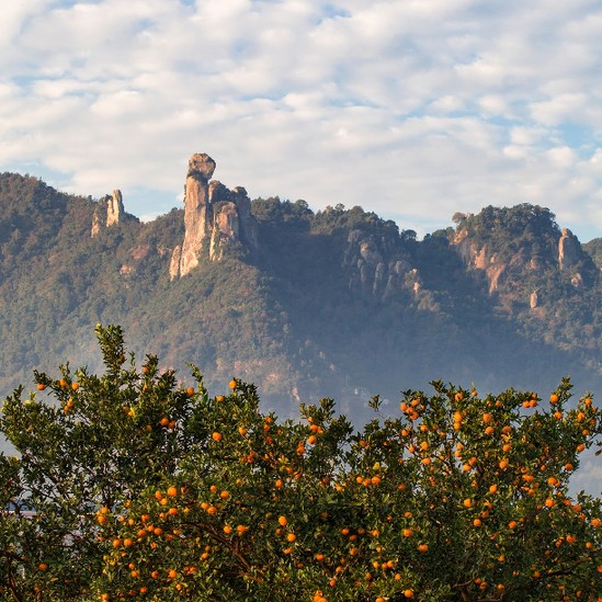 黄岩企业网站优化_黄岩蜜橘旅游节_中国蜜橘之乡产业振兴