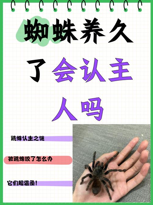 指甲盖大小的蜘蛛有毒吗_指甲蜘蛛样_蜘蛛池指甲吗