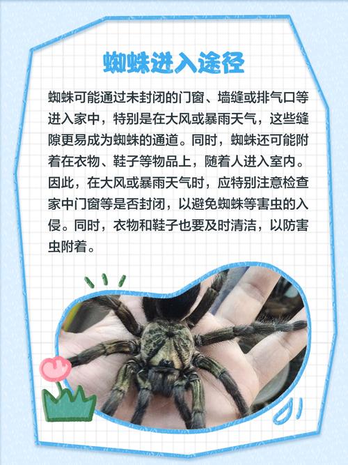 蜘蛛池怎么使用_蜘蛛池真的有用吗_蜘蛛池飞虫视频